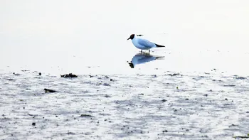 Gull reflection.jpg